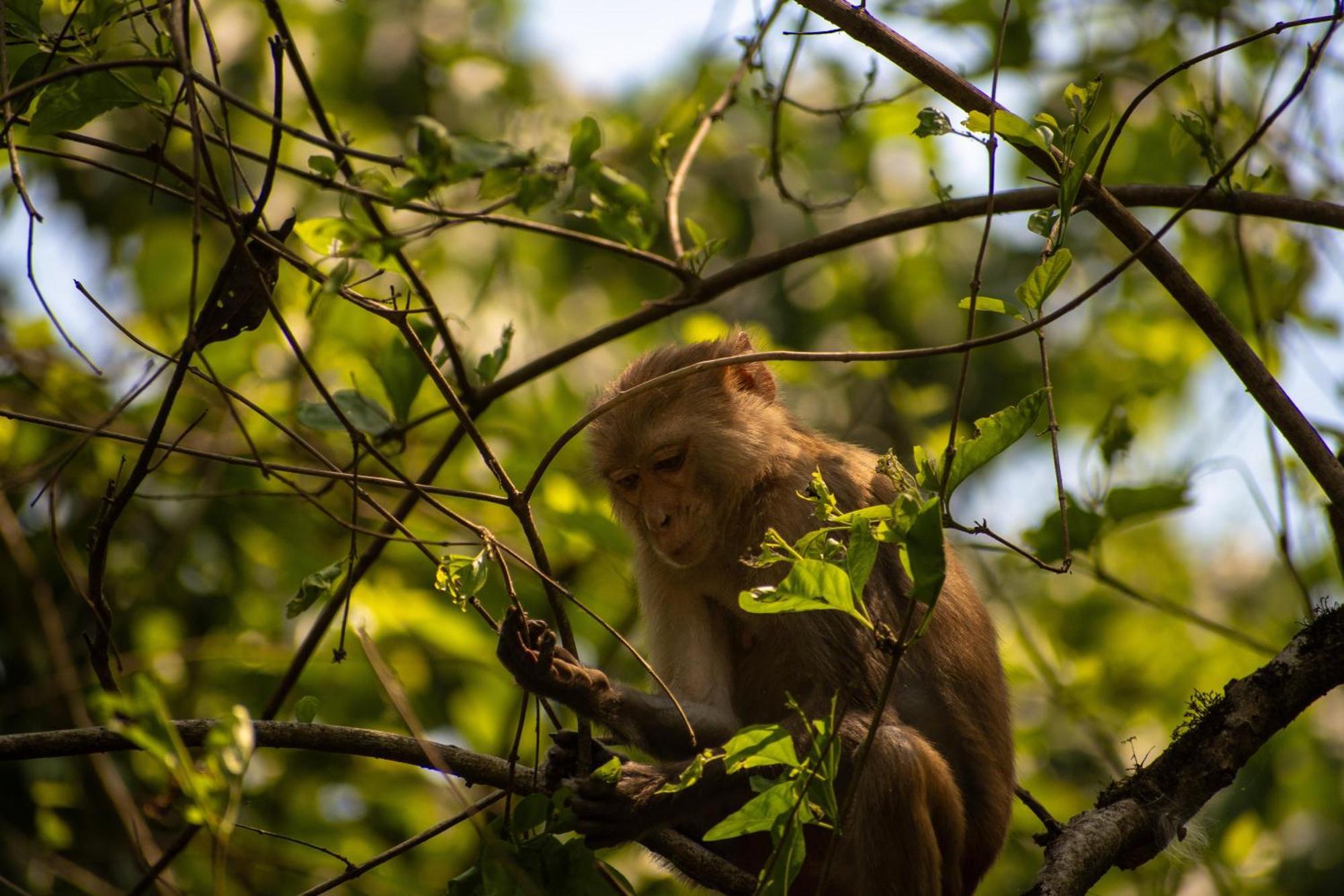 Hotel Tree Tops- A Serene Friendly Hotel In Sauraha Chitwan Exteriér fotografie